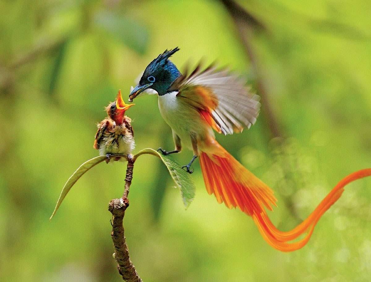 Seychelles_bird