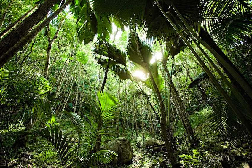 Seychelles_forest