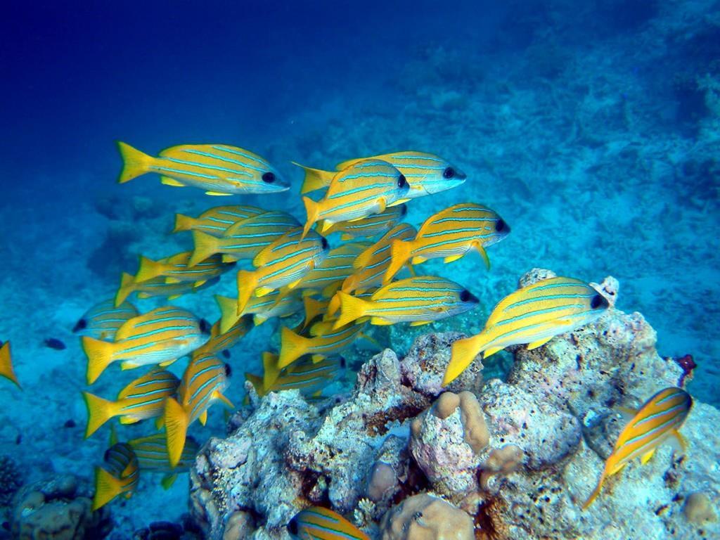 Seychelles_fish