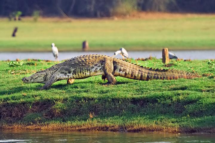 Sri_Lanka_crocodile