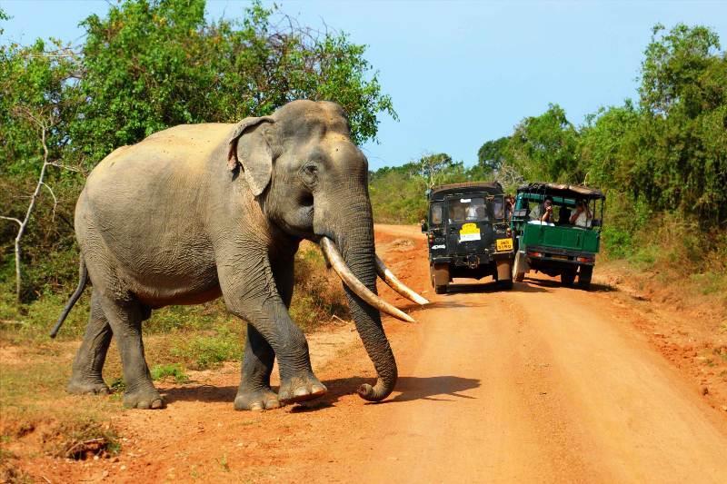 Sri_Lanka_elephant
