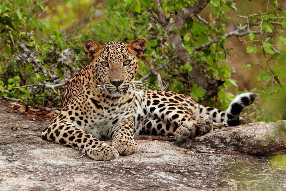 Sri_Lanka_gepard