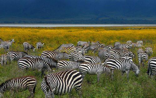 Zanzibar_zebras_2