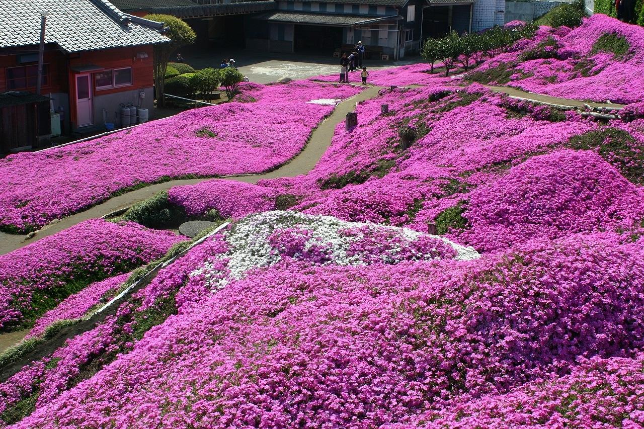 Цвет холм. Травяная Сакура флокса. Флокс шиловидный в Японии. Парк Шибазакура, Япония. Флокс шиловидный цветение.