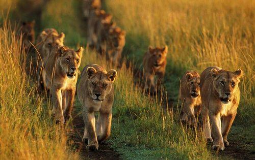 Kenya_lions