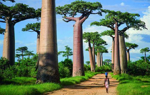 Madagascar_baobabs
